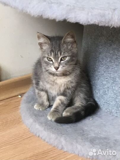 Мраморный котенок (мальчуган)