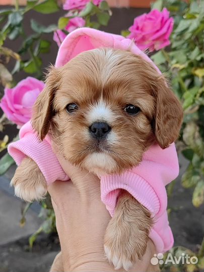 Кавалер кинг чарльз спаниель девочка