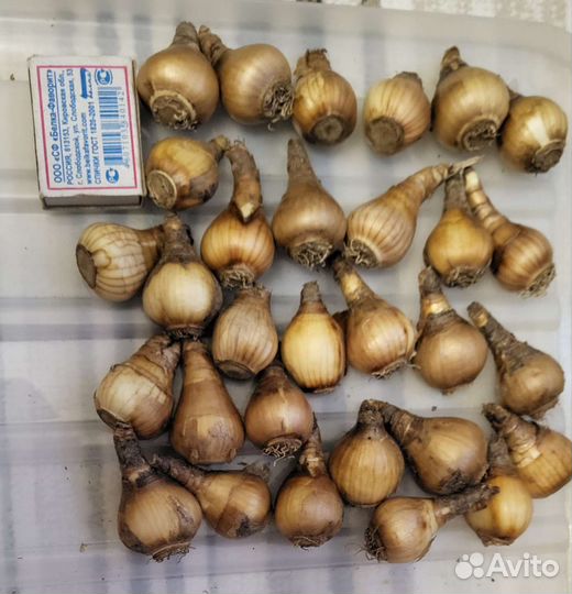 Луковицы тюльпанов,нарциссов и др