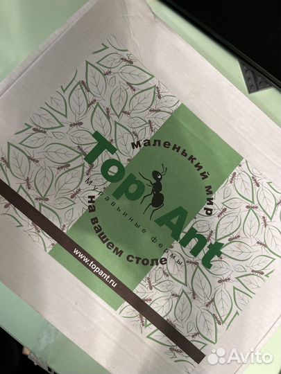 Муравьиная ферма