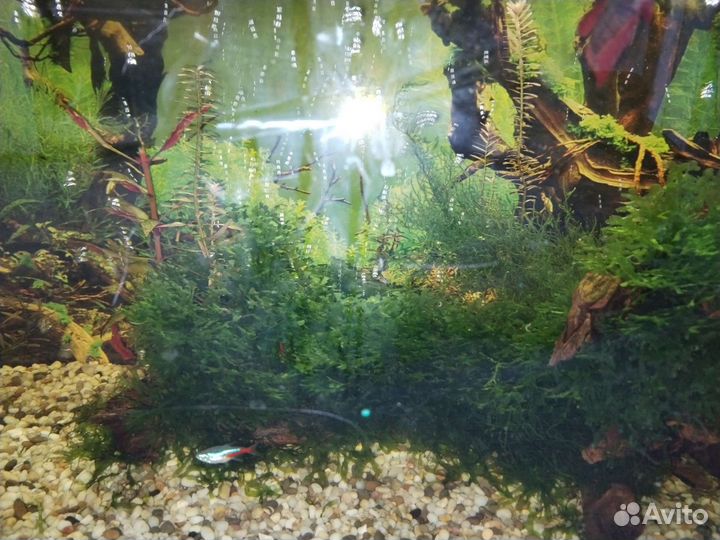 Аквариум с рыбками