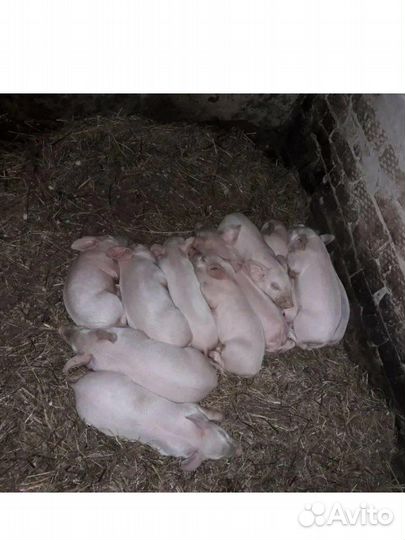 Поросята русская белая+дюрок