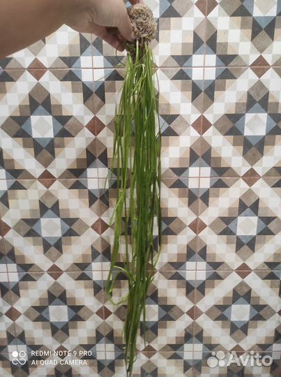 Водоросли для аквариума