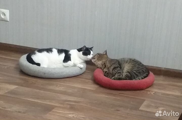 Лежанка для кошек/собачек не больших