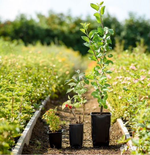 Курильский чай Пинк Виспе (лапчатка) - саженцы зкс