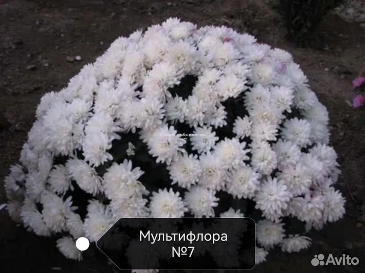 Хризантема мультифлора