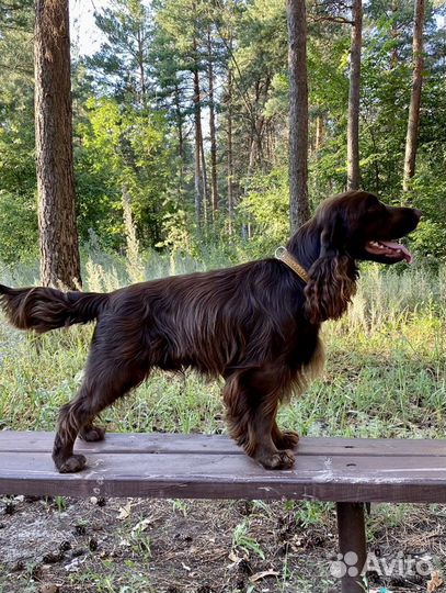 Английский кокер спаниель вязка