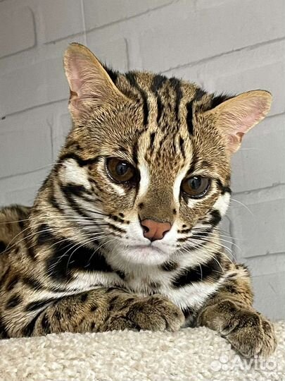 Азиатский леопардовый кот
