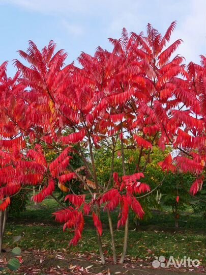 Саженцы сумах оленерогий