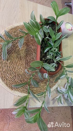 Традесканция Альба