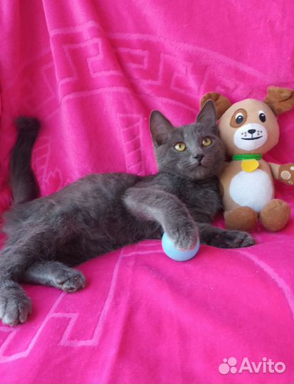 Котенок мальчик