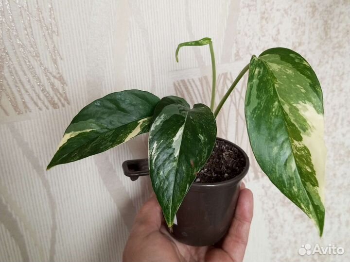 Филодендроны и другие цветы