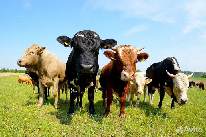 Работники на ферму