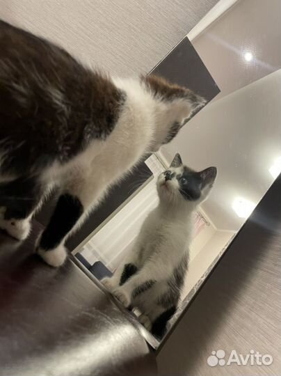 Кошка