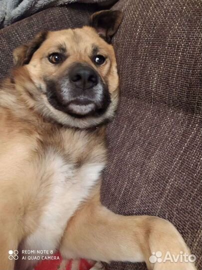 Вязка собака