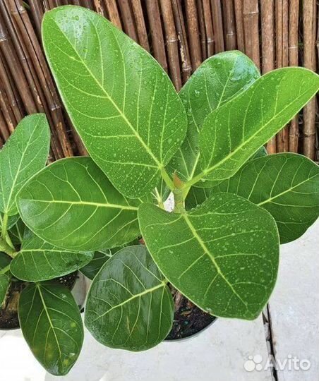 Фикус бенгальский