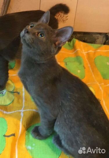 Лаки (4мес) - ласковый и трогательный мальчишка