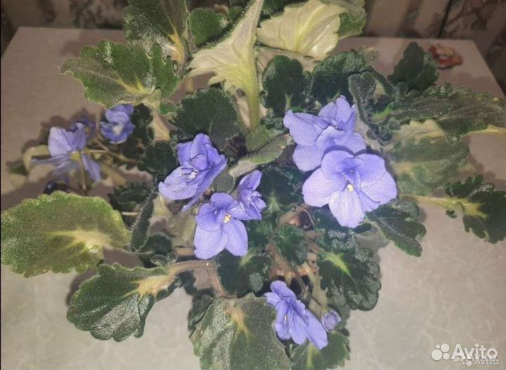 Комнатные цветы