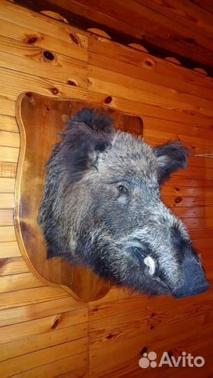 Чучело головы кабана