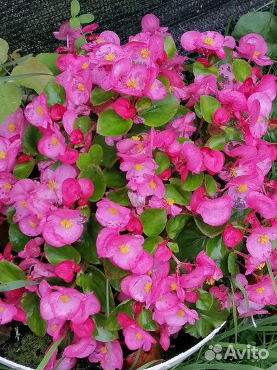 Бегония вечноцветущая