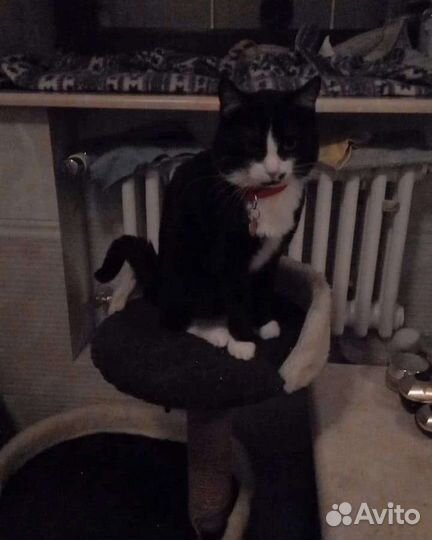 SOS Спасение животных. Кошки и коты в добрые руки