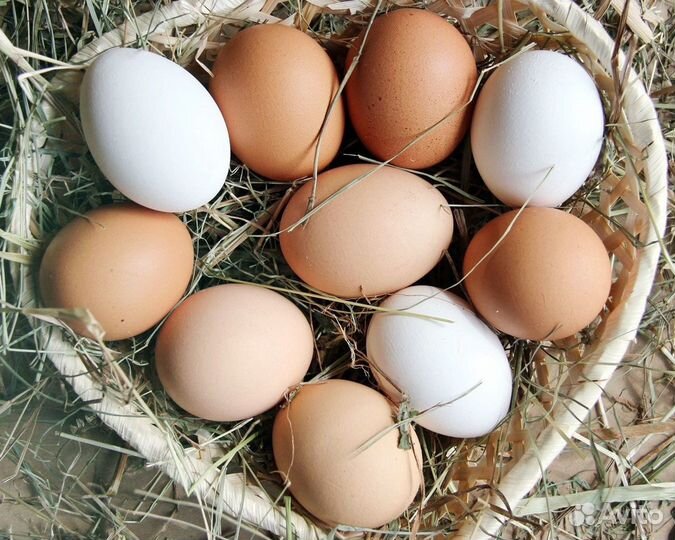 Домашние куриные яйца от 10 ка