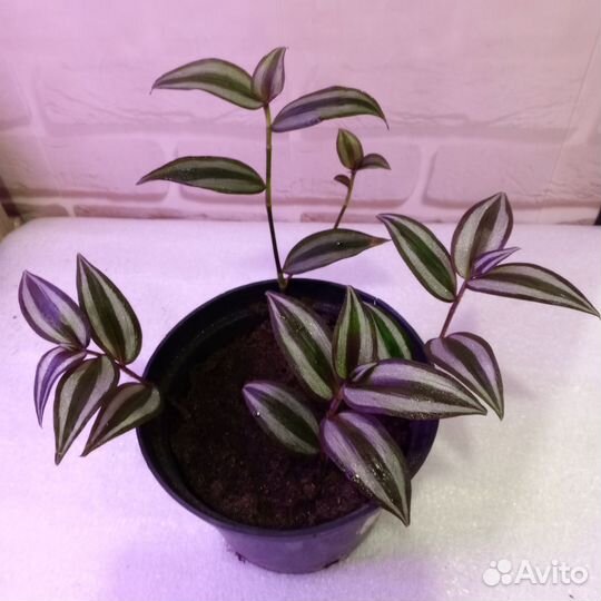 Продам традесканцию зебрину