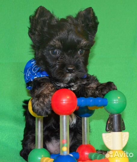 Целовательные Йорки