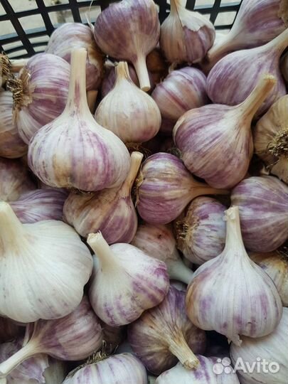 Чеснок домашний