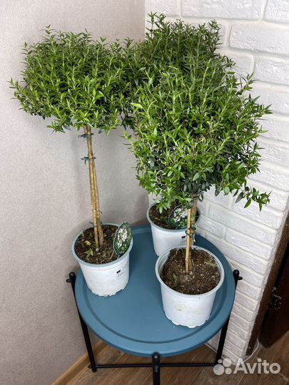 Комнатные цветы мирт