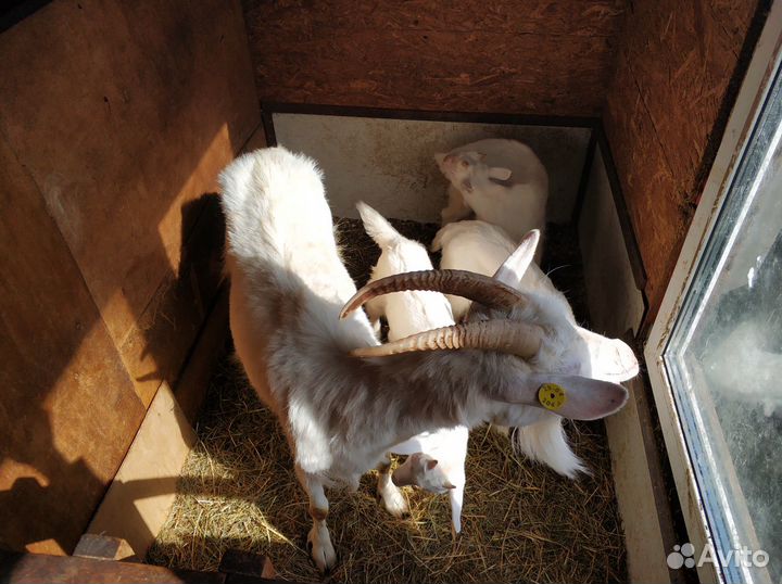 Продам с/х животных