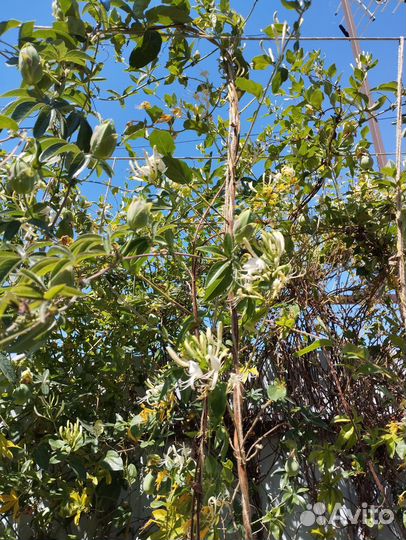 Жимолость каприфоль