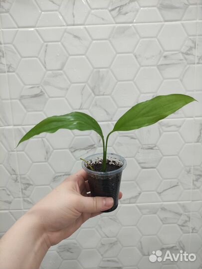 Спатифиллум Шопен