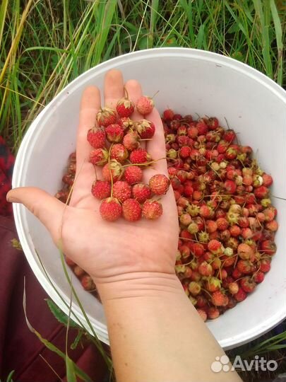 Клубника лесная, ягода