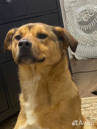 Отдам в добрые руки собаку