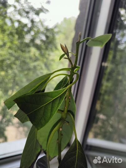 Авокадо растение