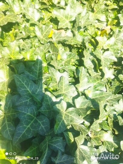 Плющ вечно зелёный вьющийся