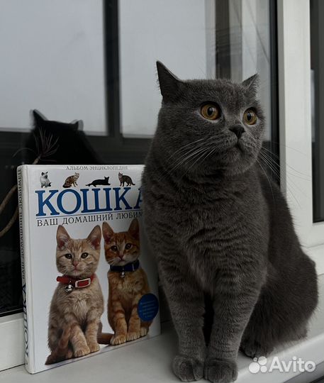 Энциклопедия про кошек