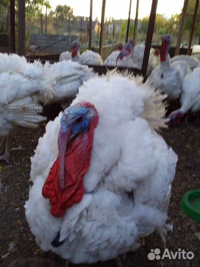 Продам Индейку