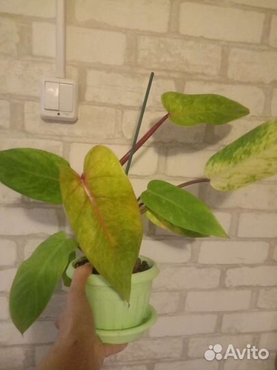 Филодендрон, сингониум