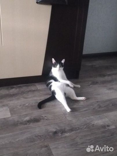 Отдам котика в добрые руки