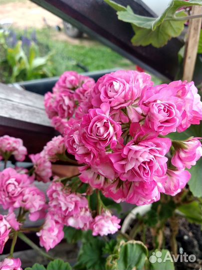 Герань сортовая