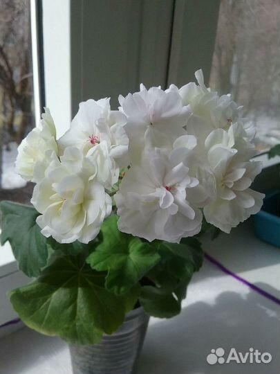 Пеларгония сортовая