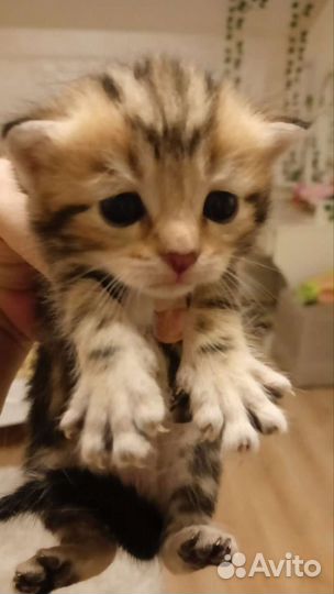 Котята в добрые руки. Мама британка, пара дворовый