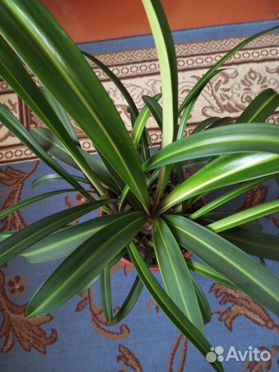 Hippeastrum reticulatum