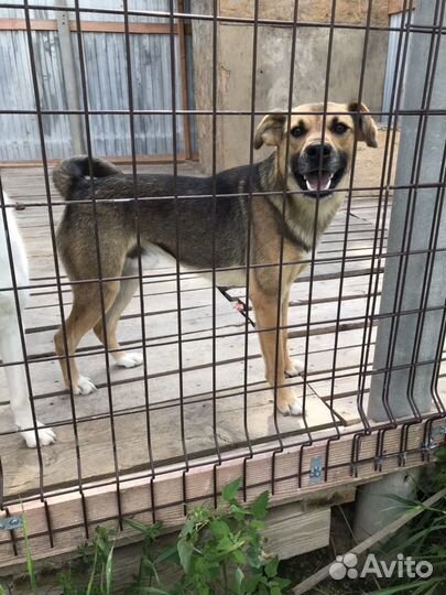 Щенки пегой гончей (метисы)