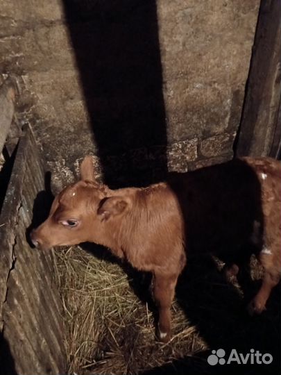 Телочка айширская