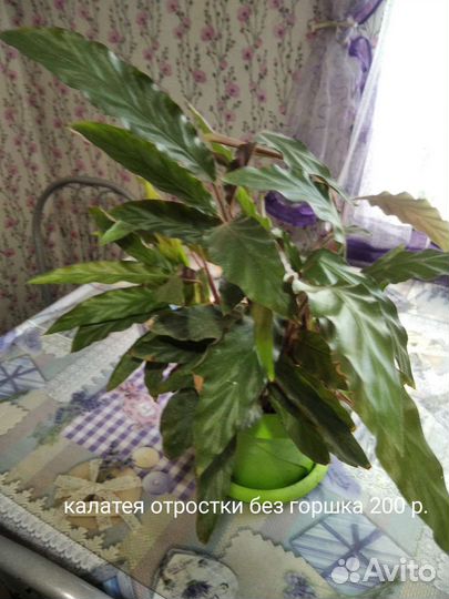 Калатея
