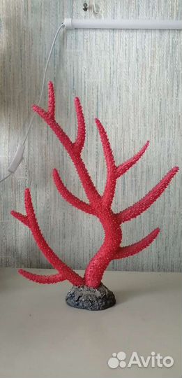 Каралл в аквариум