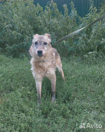 Куколка ждет своего человека
